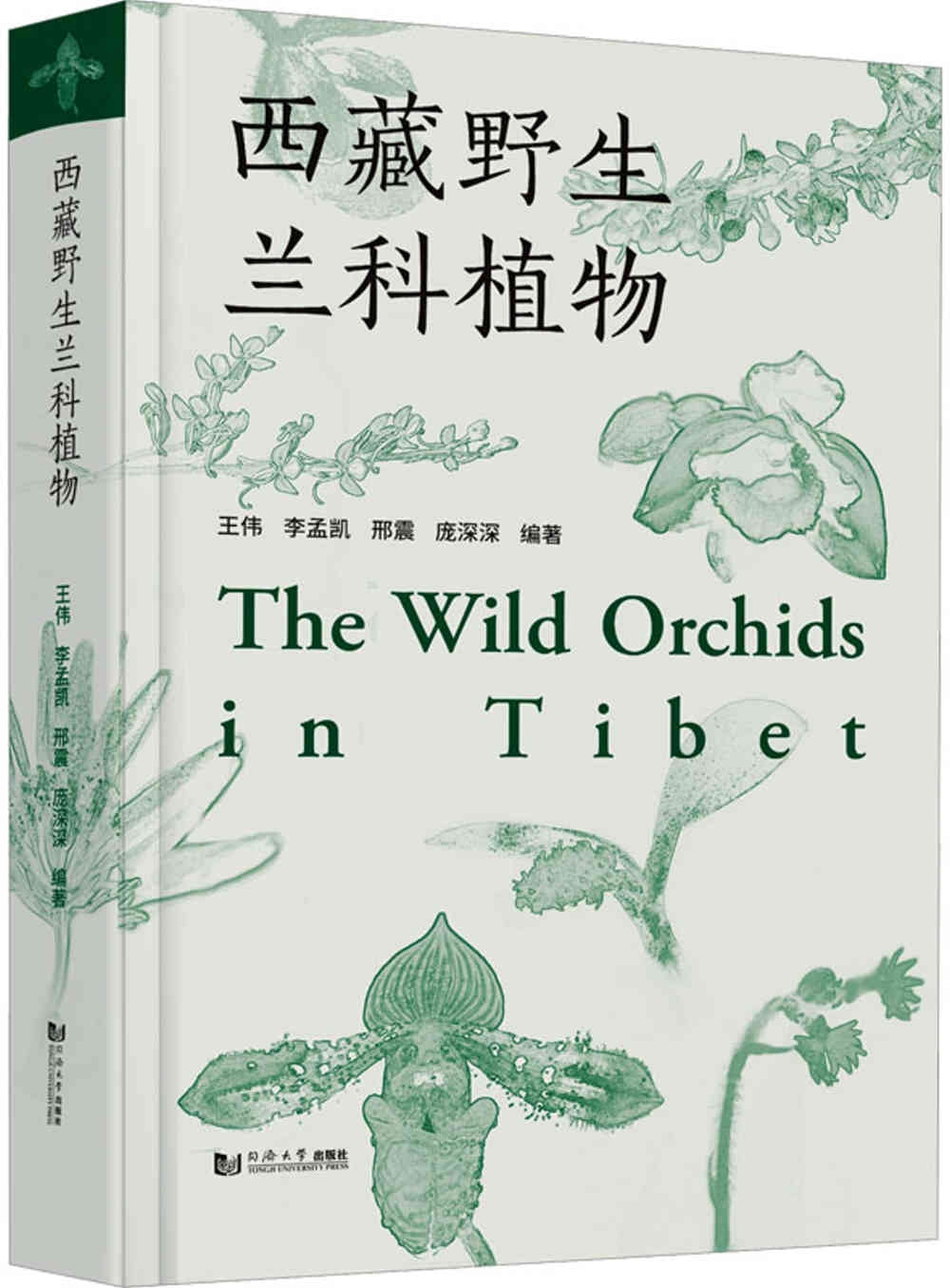 西藏野生蘭科植物