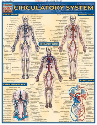 Circulatory System Reference Guide