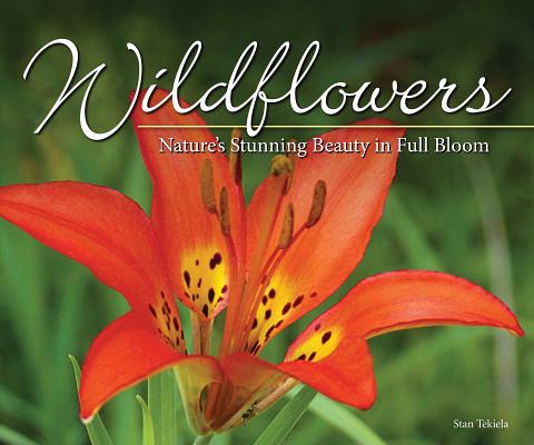 Wildflowers: Nature’s Stunning Beauty on Display
