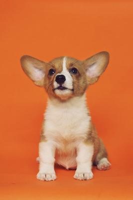 My 2020 Corgi Weekly Planner: Perfect for daily schedules, academics, moods, personal goals, dreams, to do lists and space for your personal thought