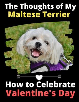 The Thoughts of My Maltese Terrier: How to Celebrate Valentine’’s Day