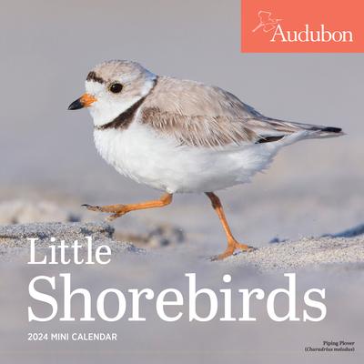 Audubon Little Shorebirds Mini Wall Calendar 2024