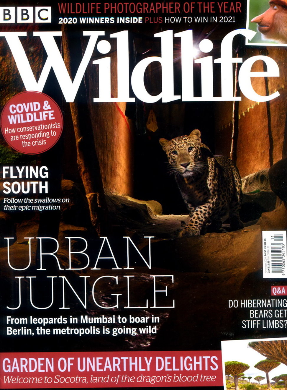 BBC Wildlife 11月號/2020