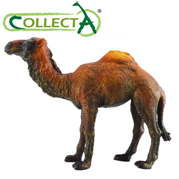 【CollectA】駱駝